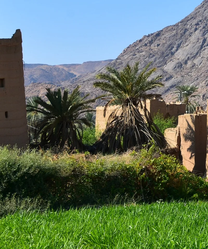 نخيل نجران بين البيوت الطينية